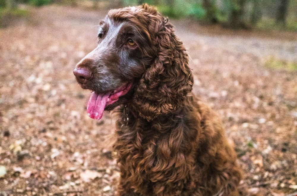 Gezonde hond, gelukkig baasje: hoe voeding invloed heeft op zijn gedrag